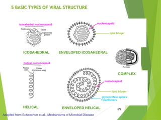 5 BASIC TYPES OF VIRAL STRUCTURE
49
HELICAL ENVELOPED HELICAL
ENVELOPED ICOSAHEDRAL
COMPLEX
ICOSAHEDRAL
Adapted from Schaechter et al., Mechanisms of Microbial Disease
nucleocapsidicosahedral nucleocapsid
nucleocapsid
helical nucleocapsid
lipid bilayer
lipid bilayer
glycoprotein spikes
= peplomers
 