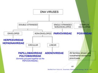 58
HERPESVIRIDAE
HEPADNAVIRIDAE
ENVELOPED
PAPILLOMAVIRIDAE
POLYOMAVIRIDAE
(formerly grouped together as the
PAPOVAVIRIDAE)
CIRCULAR
ADENOVIRIDAE
LINEAR
NON-ENVELOPED
DOUBLE STRANDED
PARVOVIRIDAE
SINGLE STRANDED
NON-ENVELOPED
POXVIRIDAE
COMPLEX
ENVELOPED
DNA VIRUSES
Modified from Volk et al., Essentials of Medical Microbiology, 4th Ed. 1991
All families shown are
icosahedral except for
poxviruses
 