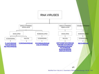 59
FLAVIVIRIDAE
TOGAVIRIDAE
RETROVIRIDAE
ICOSAHEDRAL
CORONAVIRIDAE
HELICAL
ENVELOPED
ICOSAHEDRAL
PICORNAVIRIDAE
CALICIVIRIDAE
NONENVELOPED
SINGLE STRANDED
positive sense
BUNYAVIRIDAE
ARENAVIRIDAE
ORTHOMYXOVIRIDAE
PARAMYXOVIRIDAE
RHABDOVIRIDAE
FILOVIRIDAE
SINGLE STRANDED
negative sense
REOVIRIDAE
DOUBLE STRANDED
RNA VIRUSES
ENVELOPED
HELICAL ICOSAHEDRAL
NONENVELOPED
Modified from Volk et al., Essentials of Medical Microbiology, 4th Ed. 1991
 
