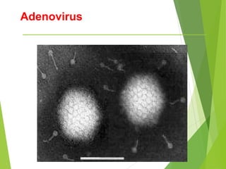 Adenovirus
 