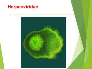 Herpesviridae
 