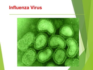 Influenza Virus
 