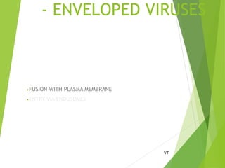 - ENVELOPED VIRUSES
•FUSION WITH PLASMA MEMBRANE
•ENTRY VIA ENDOSOMES
72
 