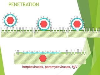 PENETRATION
73herpesviruses, paramyxoviruses, HIV
 