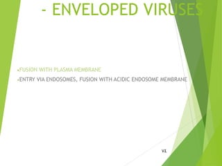 - ENVELOPED VIRUSES
•FUSION WITH PLASMA MEMBRANE
•ENTRY VIA ENDOSOMES, FUSION WITH ACIDIC ENDOSOME MEMBRANE
74
 