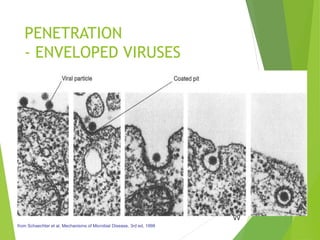 PENETRATION
- ENVELOPED VIRUSES
77
from Schaechter et al, Mechanisms of Microbial Disease, 3rd ed, 1998
 