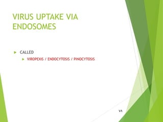 VIRUS UPTAKE VIA
ENDOSOMES
 CALLED
 VIROPEXIS / ENDOCYTOSIS / PINOCYTOSIS
78
 