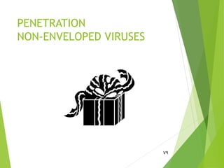PENETRATION
NON-ENVELOPED VIRUSES
79
 