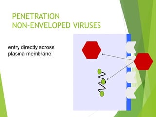 PENETRATION
NON-ENVELOPED VIRUSES
80
entry directly across
plasma membrane:
 
