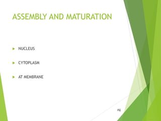 ASSEMBLY AND MATURATION
 NUCLEUS
 CYTOPLASM
 AT MEMBRANE
84
 