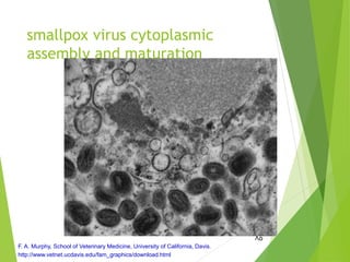 smallpox virus cytoplasmic
assembly and maturation
85
F. A. Murphy, School of Veterinary Medicine, University of California, Davis.
http://www.vetnet.ucdavis.edu/fam_graphics/download.html
 