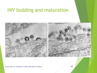 HIV budding and maturation
87Hsiung, GD et al., Diagnostic Virology 1994 p204 (D. Medina)
 