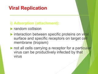 Viral Replication
i) Adsorption (attachment):
 random collision
 interaction between specific proteins on viral
surface and specific receptors on target cell
membrane (tropism)
 not all cells carrying a receptor for a particular
virus can be productively infected by that
virus
 