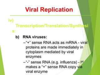 Viral Replication
iv)
Transcription/Translation/Synthesi
s:
b) RNA viruses:
–“+” sense RNA acts as mRNA - viral
proteins are made immediately in
cytoplasm mediated by viral
enzymes
–“-” sense RNA (e.g. influenza) - lst
makes a “+” sense RNA copy via
viral enzyme
 