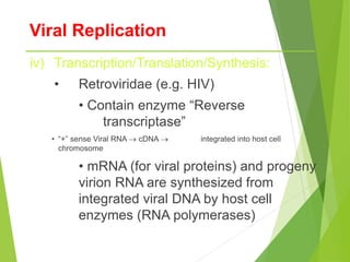 Viral Replication
iv) Transcription/Translation/Synthesis:
• Retroviridae (e.g. HIV)
• Contain enzyme “Reverse
transcriptase”
• “+” sense Viral RNA  cDNA  integrated into host cell
chromosome
• mRNA (for viral proteins) and progeny
virion RNA are synthesized from
integrated viral DNA by host cell
enzymes (RNA polymerases)
 