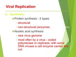 Viral Replication
v) Synthesis:
Protein synthesis - 2 types
• structural
• non-structural (enzymes for replication)
Nucleic acid synthesis
• new virus genome
• most often by a virus - coded
polymerase or replicase; with some
DNA viruses a cell enzyme carries this
out
 