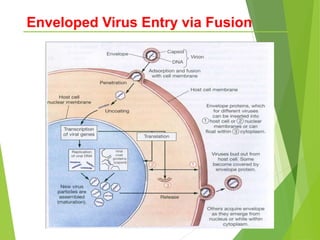 Enveloped Virus Entry via Fusion
 