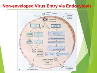 Non-enveloped Virus Entry via Endocytosis
 