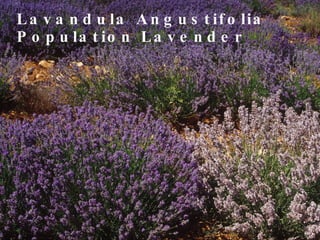 L a v a n d u la A n g u s t if o lia
P o p u la t io n L a v e n d e r
 