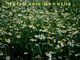 M a t r ic a r ia R e c u t it a
 