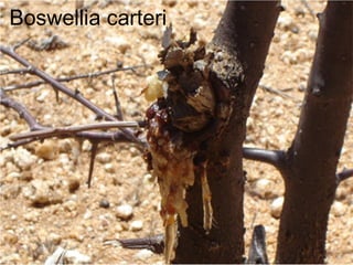 Boswellia carteri
 