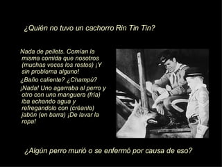Nada de pellets. Com í an la misma comida que nosotros (muchas veces los restos)  ¡Y  sin problema alguno! ¿ Ba ñ o caliente?  ¿Ch ampú? ¡N ada! Uno agarraba al perro y otro con una manguera (fr í a) iba echando agua y refregandolo con (cr éanlo ) jab ón  (en barra)  ¡D e lavar la ropa! ¿ Alg ún  perro muri ó  o se enferm ó  por causa de eso? ¿ Qui én  no tuvo un cachorro Rin Tin Tin? 