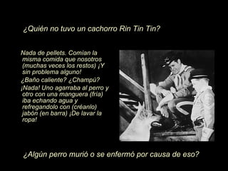 Nada de pellets. Com í an la misma comida que nosotros (muchas veces los restos)  ¡Y  sin problema alguno! ¿ Ba ñ o caliente?  ¿Ch ampú? ¡N ada! Uno agarraba al perro y otro con una manguera (fr í a) iba echando agua y refregandolo con (cr éanlo ) jab ón  (en barra)  ¡D e lavar la ropa! ¿ Alg ún  perro muri ó  o se enferm ó  por causa de eso? ¿ Qui én  no tuvo un cachorro Rin Tin Tin? 