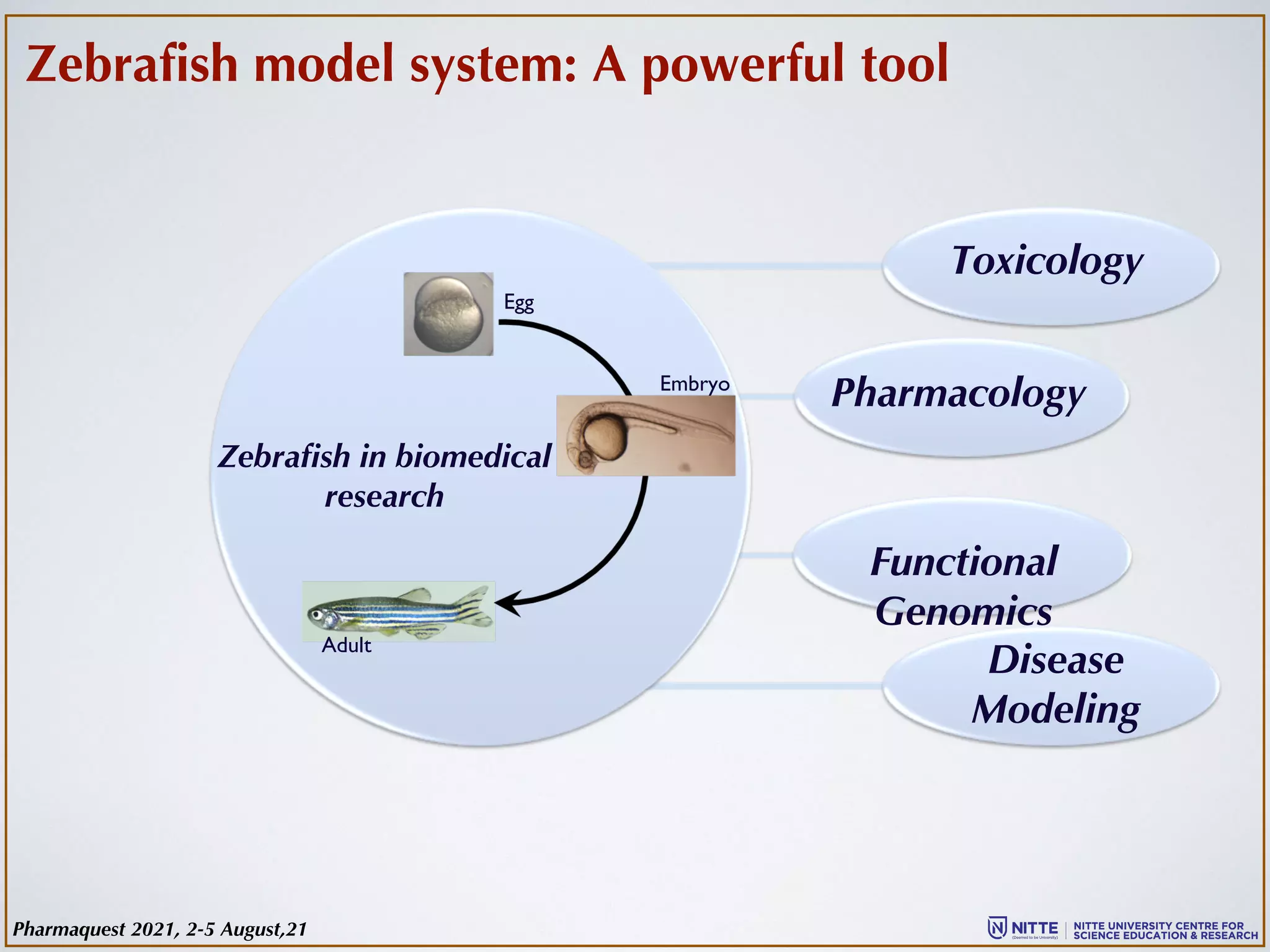 Pharmacology
Toxicology
Functional
Genomics
Disease
Modeling
Zebrafish in biomedical
research
Zebrafish model system: A powerful tool
Egg
Embryo
Adult
Pharmaquest 2021, 2-5 August,21
 