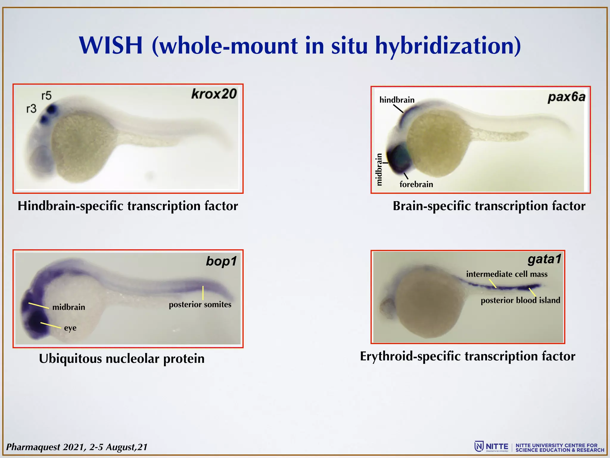 WISH (whole-mount in situ hybridization)
Hindbrain-specific transcription factor
hindbrain
midbrain
forebrain
Brain-specific transcription factor
bop1
midbrain
eye
posterior somites
Ubiquitous nucleolar protein
gata1
intermediate cell mass
Erythroid-specific transcription factor
posterior blood island
Pharmaquest 2021, 2-5 August,21
 