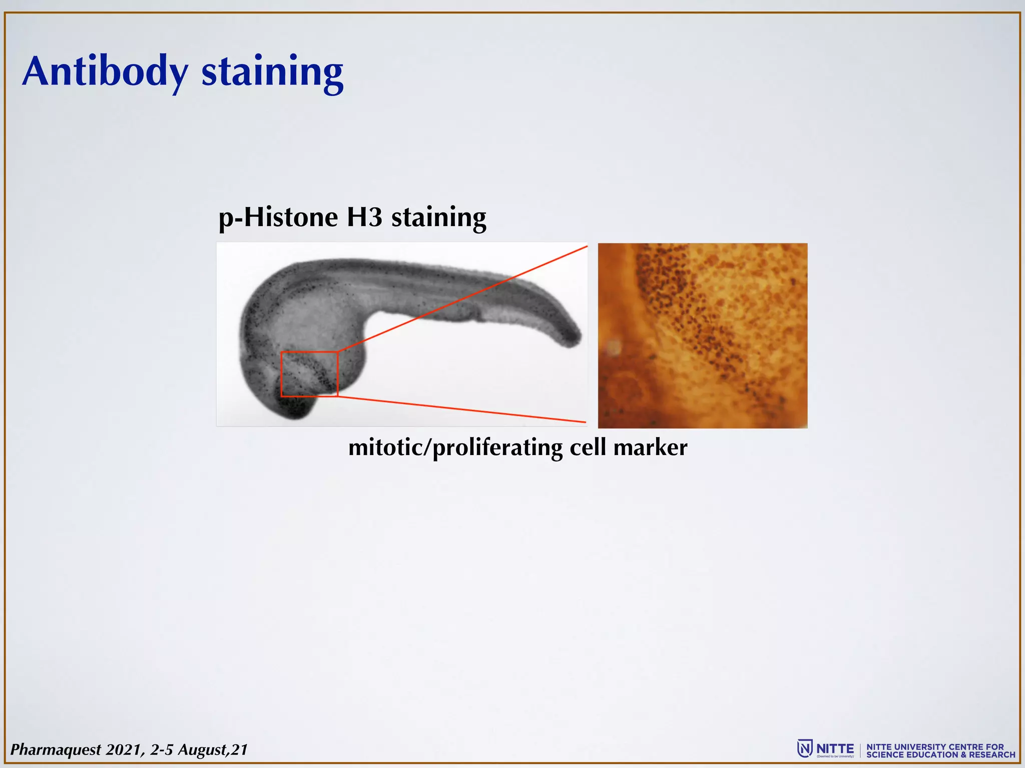 Antibody staining
p-Histone H3 staining
mitotic/proliferating cell marker
Pharmaquest 2021, 2-5 August,21
 