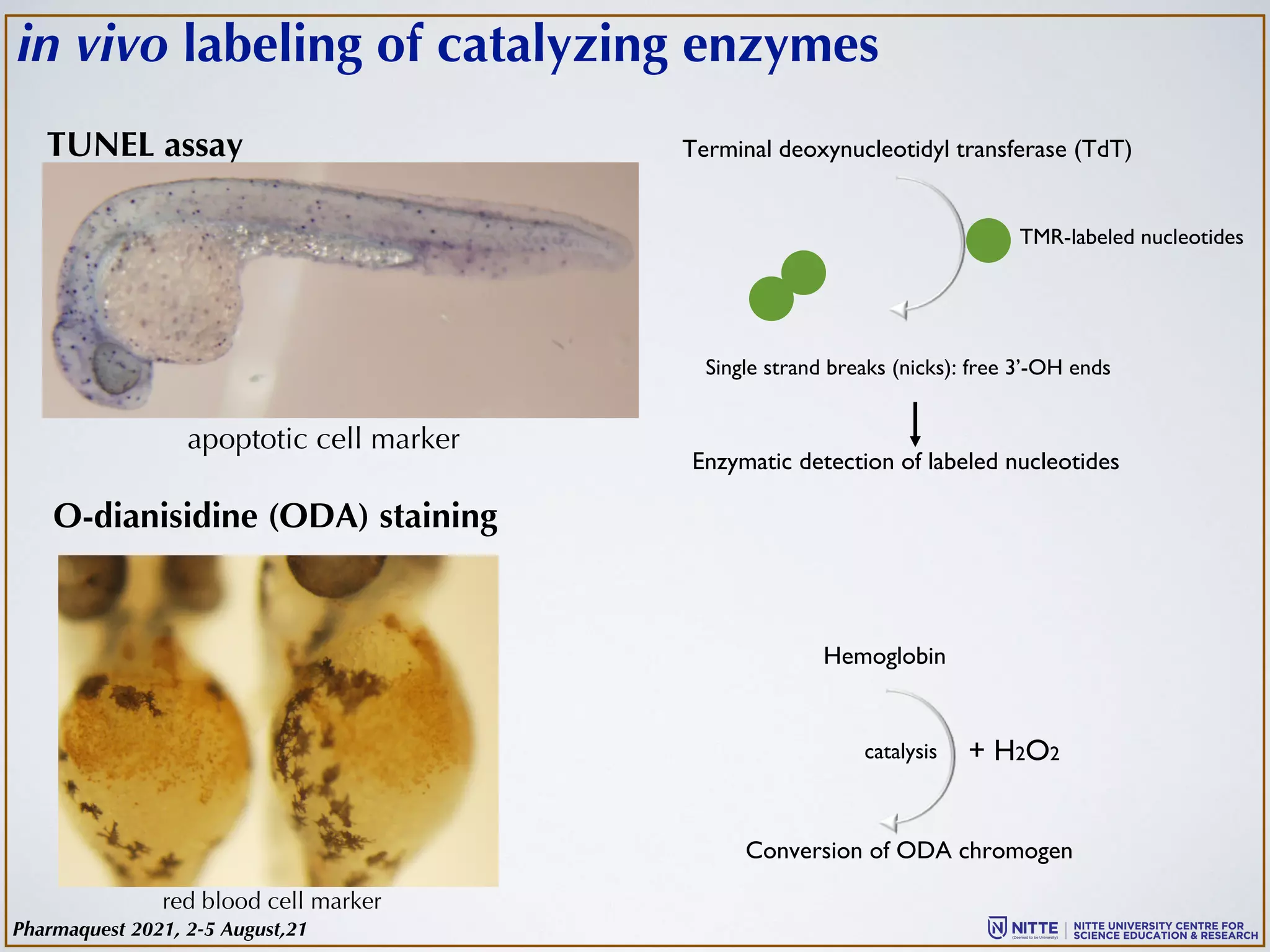 Terminal deoxynucleotidyl transferase (TdT)
TUNEL assay
TMR-labeled nucleotides
Enzymatic detection of labeled nucleotides
Single strand breaks (nicks): free 3’-OH ends
apoptotic cell marker
O-dianisidine (ODA) staining
Hemoglobin
catalysis + H2O2
Conversion of ODA chromogen
red blood cell marker
in vivo labeling of catalyzing enzymes
Pharmaquest 2021, 2-5 August,21
 