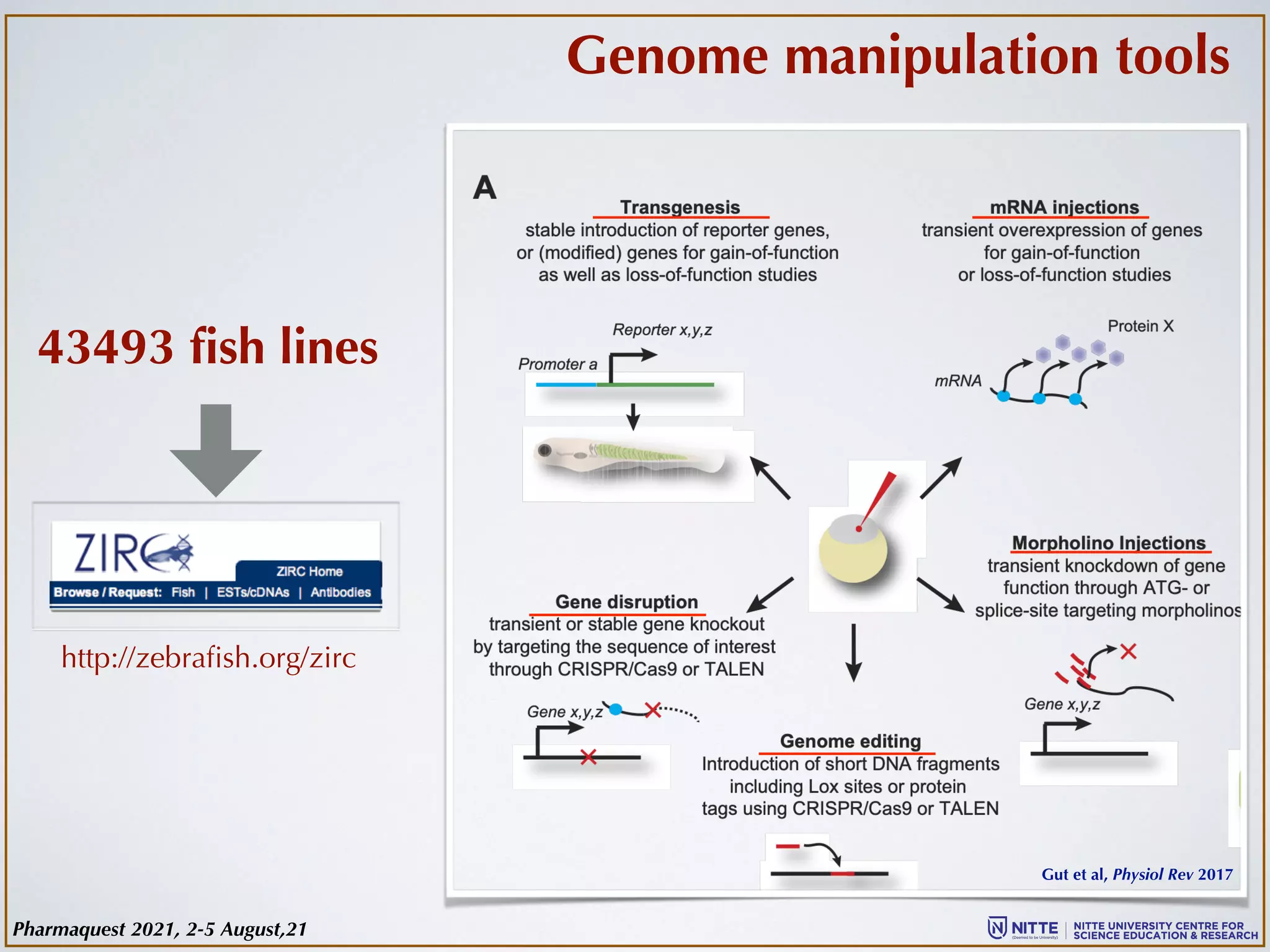 Genome manipulation tools
43493 fish lines
http://zebrafish.org/zirc
Gut et al, Physiol Rev 2017
Pharmaquest 2021, 2-5 August,21
 