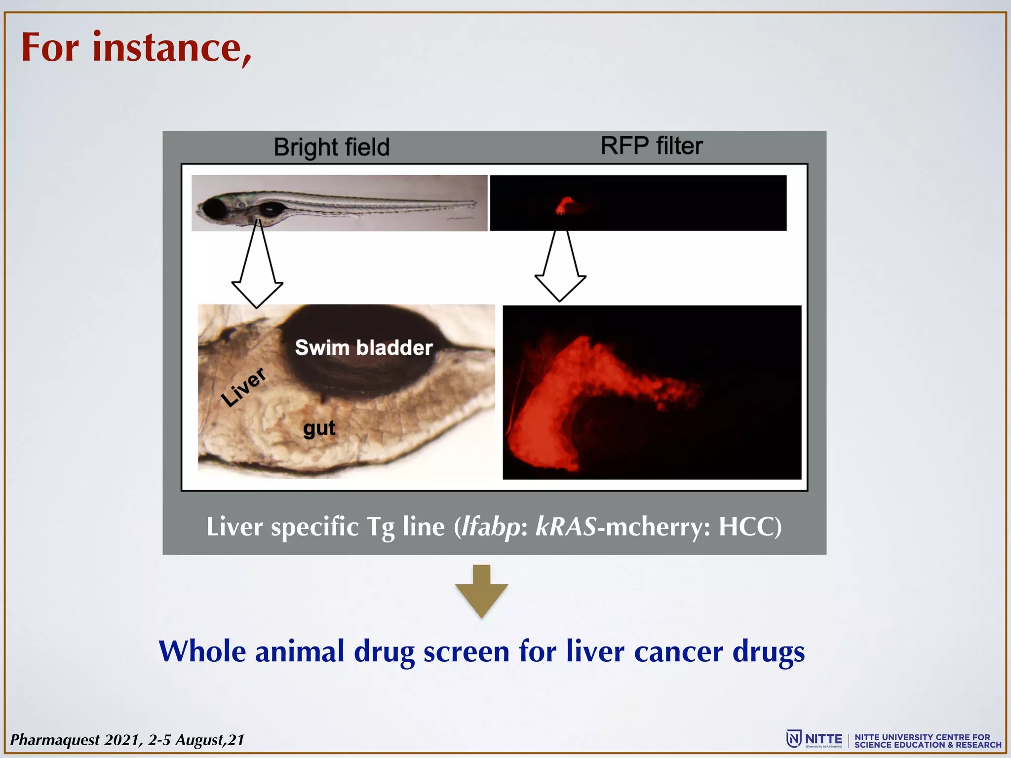 For instance,
Whole animal drug screen for liver cancer drugs
Liver specific Tg line (lfabp: kRAS-mcherry: HCC)
Pharmaquest 2021, 2-5 August,21
 