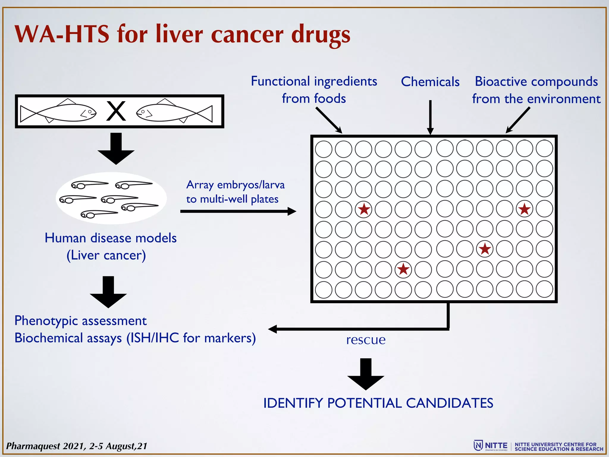 WA-HTS for liver cancer drugs
X
Human disease models
(Liver cancer)
Array embryos/larva
to multi-well plates
Functional ingredients
from foods
Chemicals Bioactive compounds
from the environment
Phenotypic assessment
Biochemical assays (ISH/IHC for markers) rescue
IDENTIFY POTENTIAL CANDIDATES
Pharmaquest 2021, 2-5 August,21
 