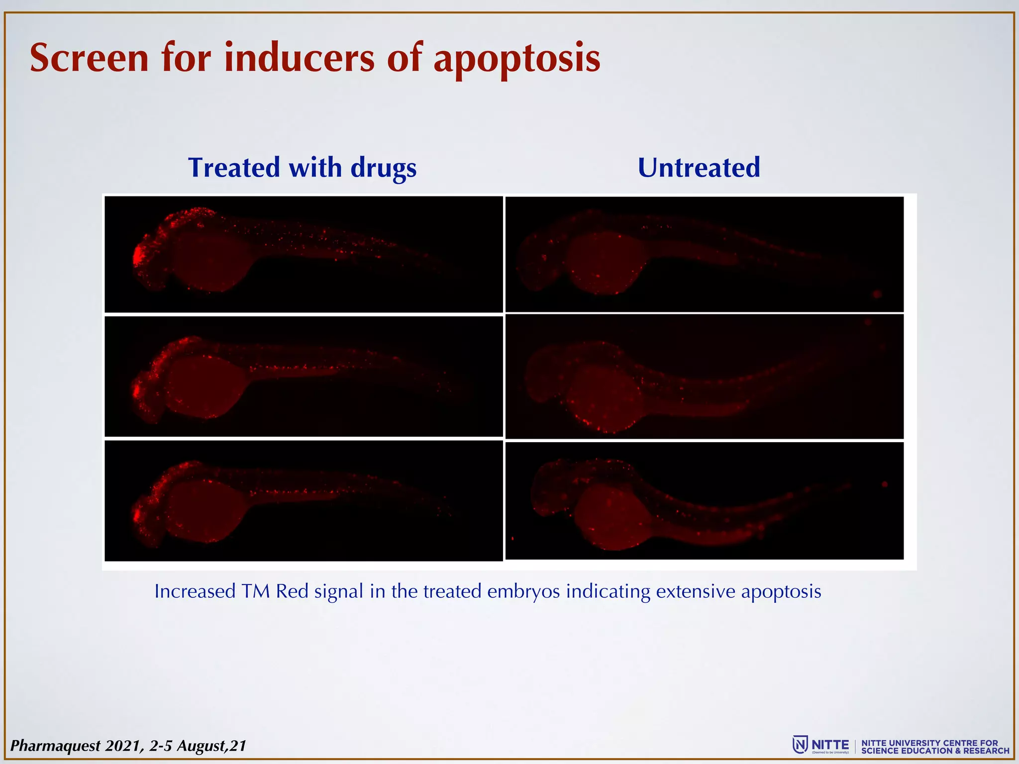 Screen for inducers of apoptosis
Untreated
Treated with drugs
Increased TM Red signal in the treated embryos indicating extensive apoptosis
Pharmaquest 2021, 2-5 August,21
 