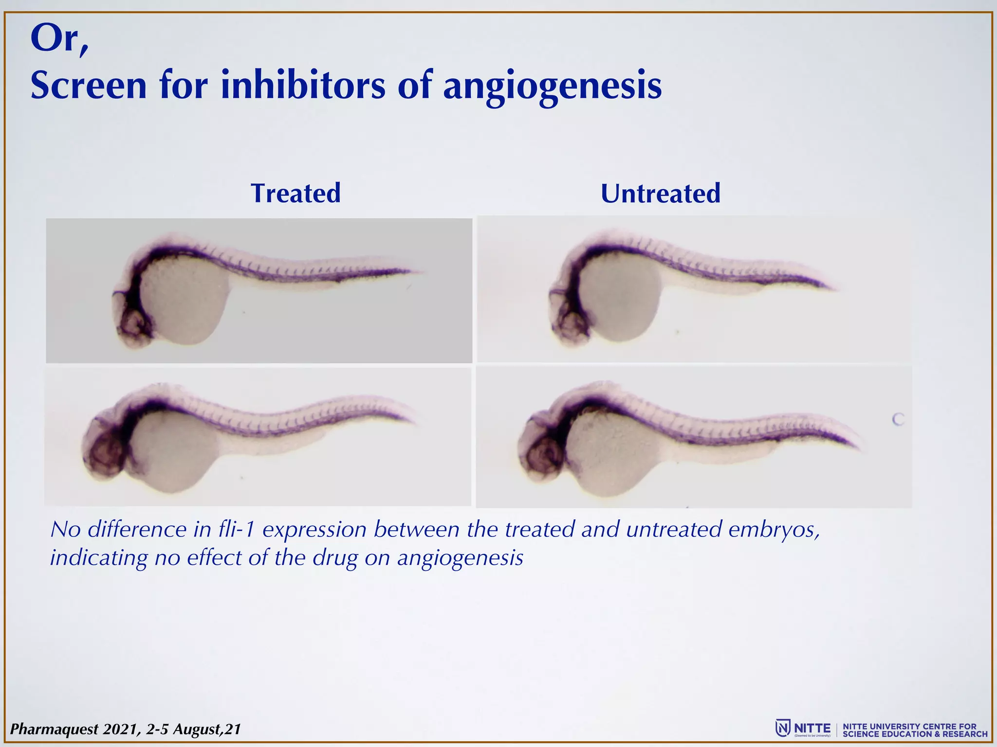 Or,
Screen for inhibitors of angiogenesis
Untreated
Treated
No difference in fli-1 expression between the treated and untreated embryos,
indicating no effect of the drug on angiogenesis
Pharmaquest 2021, 2-5 August,21
 