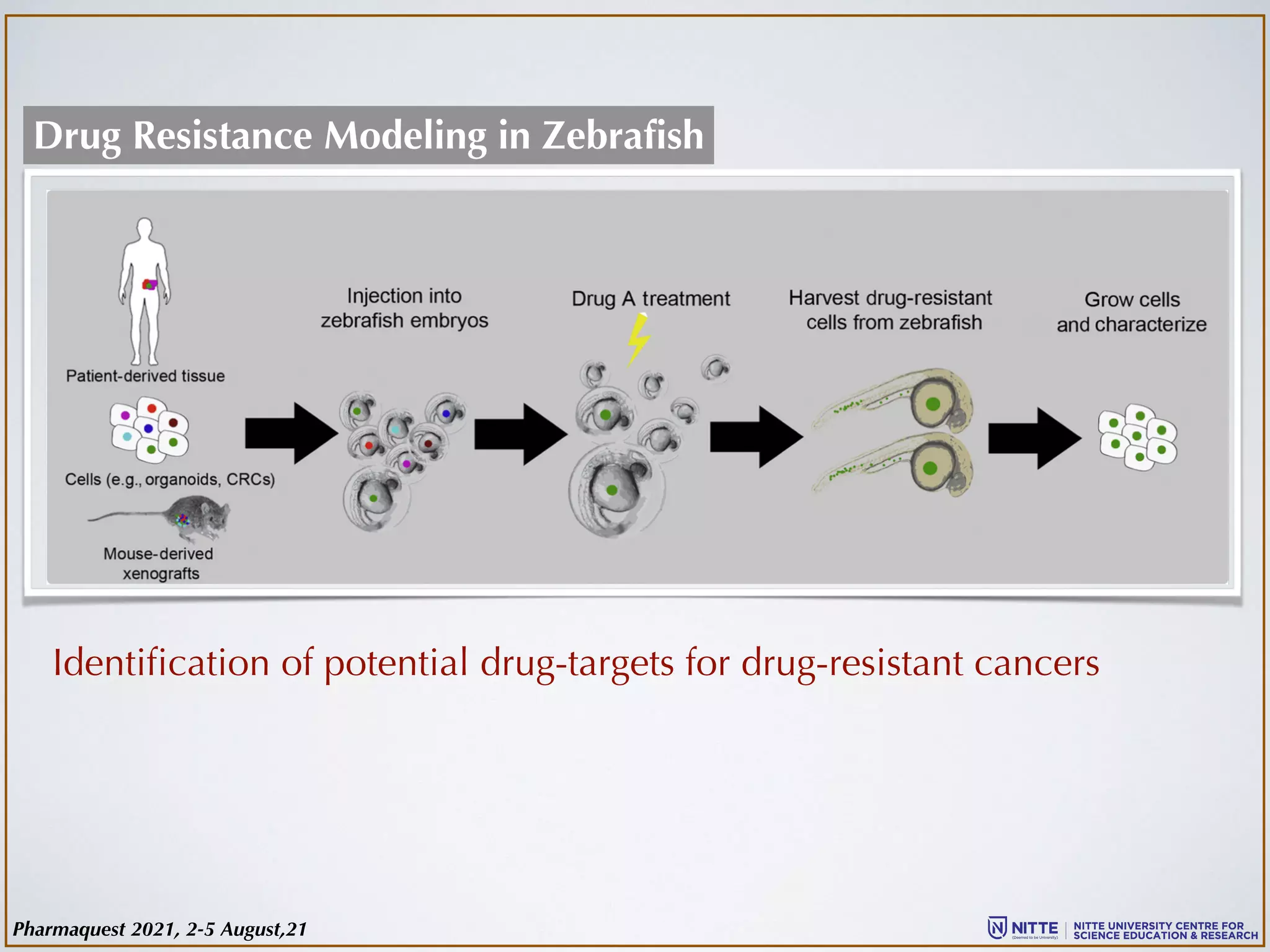 Drug Resistance Modeling in Zebrafish
Identification of potential drug-targets for drug-resistant cancers
Pharmaquest 2021, 2-5 August,21
 