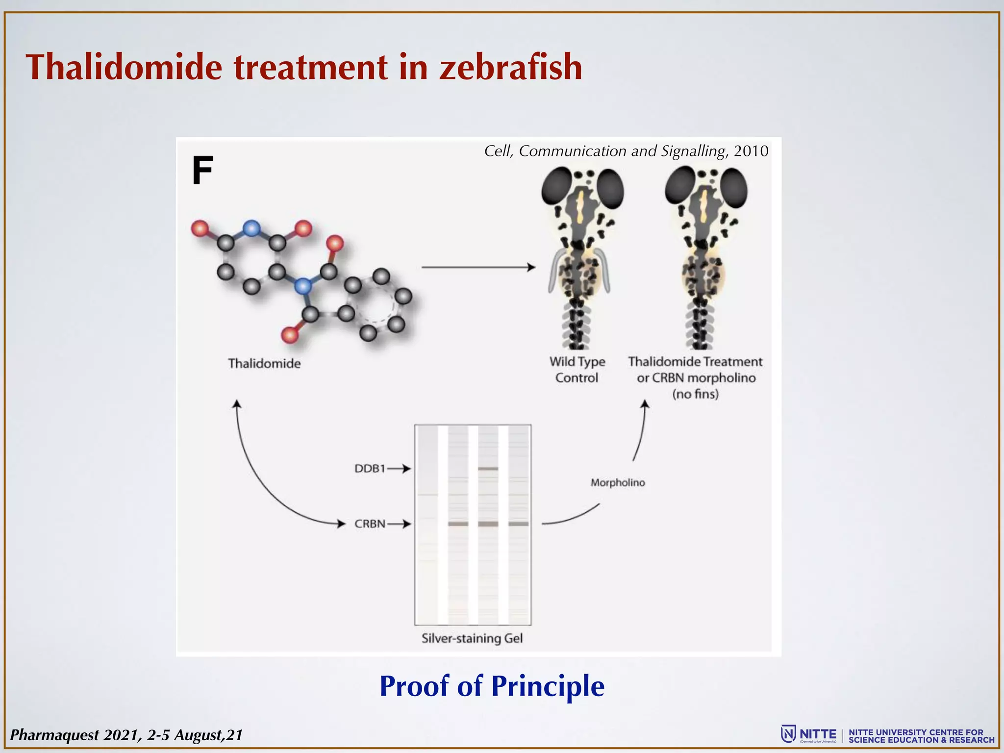 Proof of Principle
Cell, Communication and Signalling, 2010
Thalidomide treatment in zebrafish
Pharmaquest 2021, 2-5 August,21
 