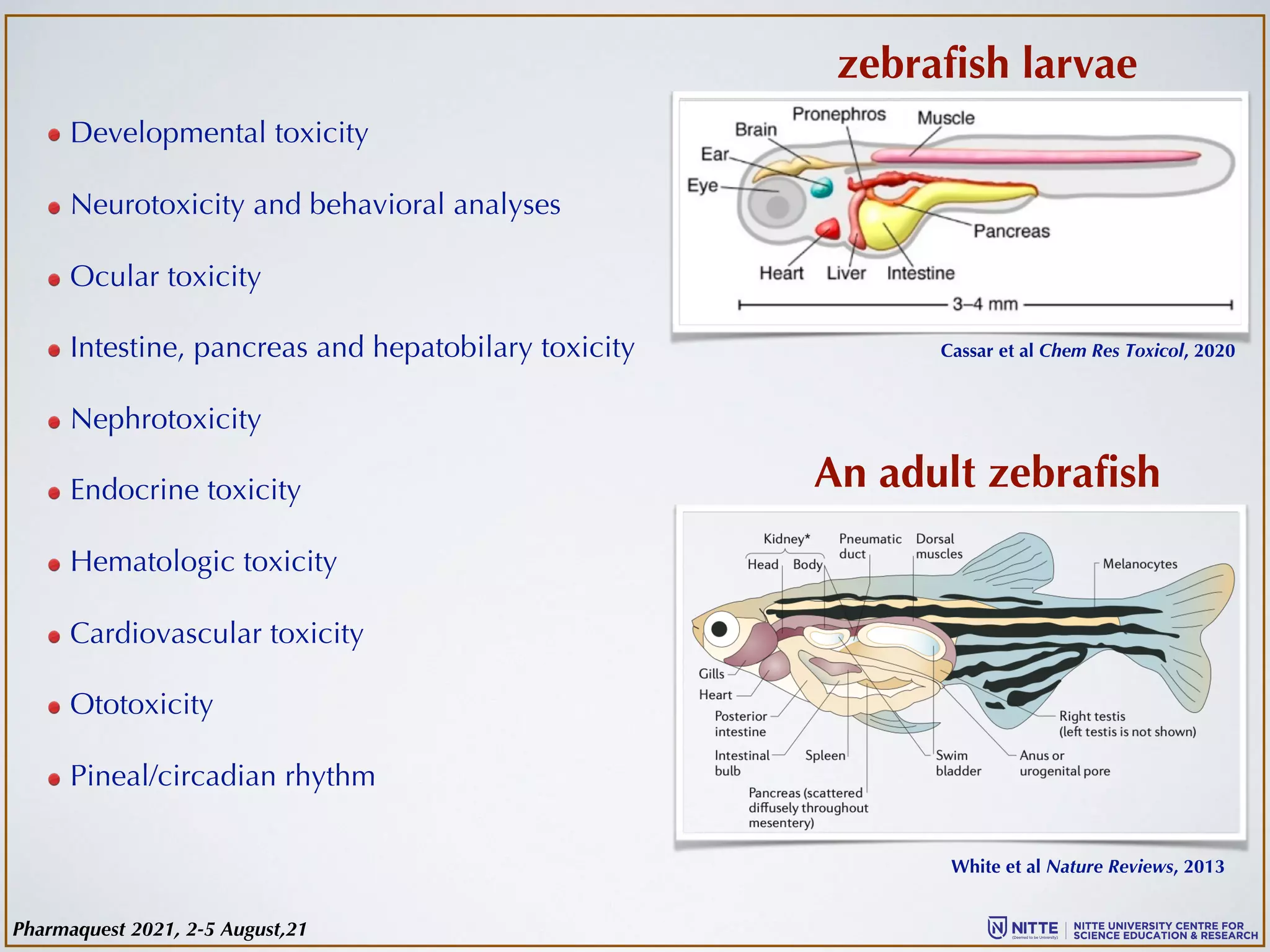 zebrafish larvae
An adult zebrafish
Cassar et al Chem Res Toxicol, 2020
White et al Nature Reviews, 2013
Developmental toxicity
Neurotoxicity and behavioral analyses
Ocular toxicity
Intestine, pancreas and hepatobilary toxicity
Nephrotoxicity
Endocrine toxicity
Hematologic toxicity
Cardiovascular toxicity
Ototoxicity
Pineal/circadian rhythm
Pharmaquest 2021, 2-5 August,21
 