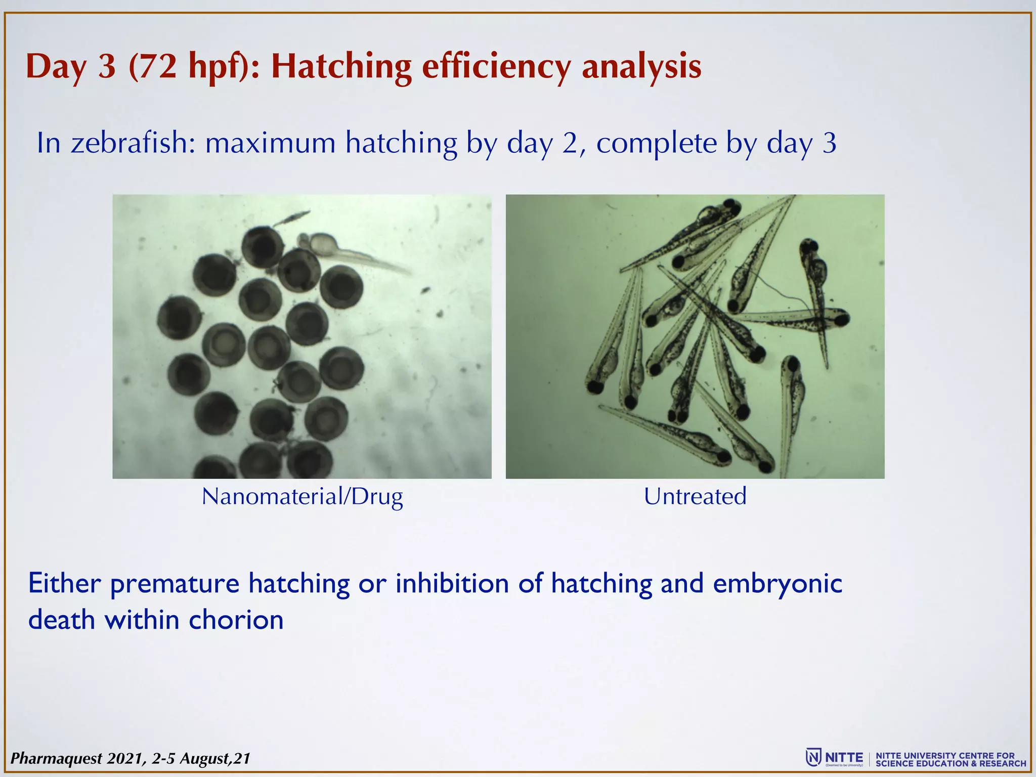 Day 3 (72 hpf): Hatching efficiency analysis
Nanomaterial/Drug Untreated
In zebrafish: maximum hatching by day 2, complete by day 3
Either premature hatching or inhibition of hatching and embryonic
death within chorion
Pharmaquest 2021, 2-5 August,21
 