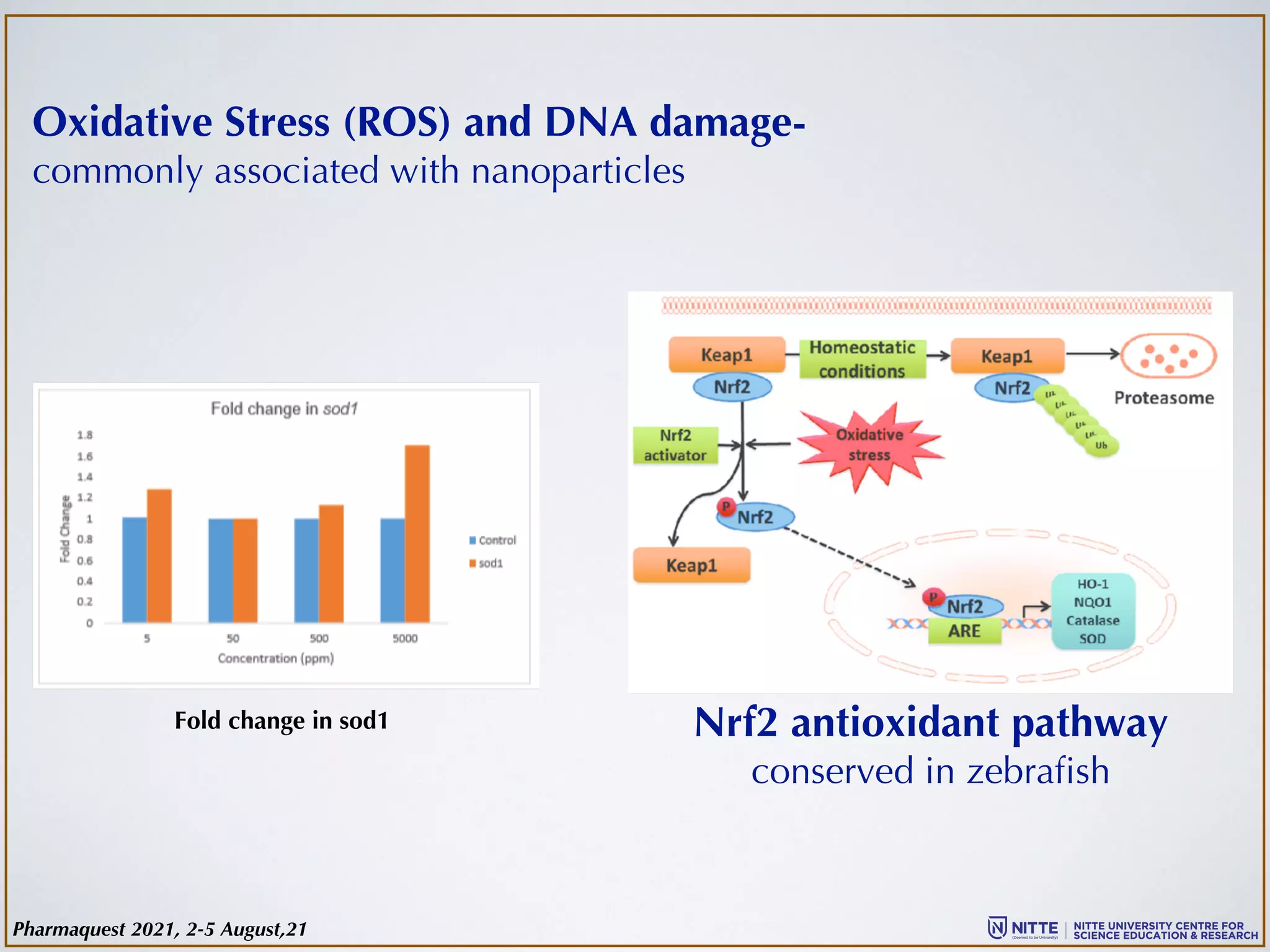 Oxidative Stress (ROS) and DNA damage-
commonly associated with nanoparticles
Nrf2 antioxidant pathway
conserved in zebrafish
Fold change in sod1
Pharmaquest 2021, 2-5 August,21
 