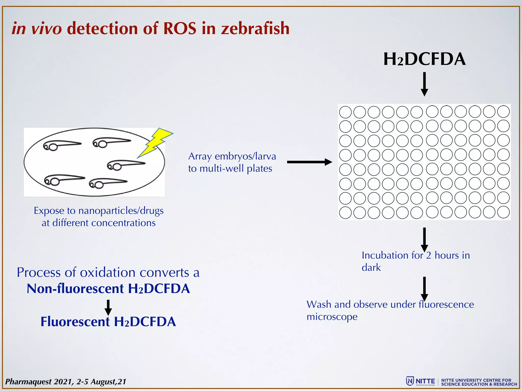in vivo detection of ROS in zebrafish
Expose to nanoparticles/drugs
at different concentrations
Array embryos/larva
to multi-well plates
H2DCFDA
Process of oxidation converts a
Non-fluorescent H2DCFDA
Fluorescent H2DCFDA
Incubation for 2 hours in
dark
Wash and observe under fluorescence
microscope
Pharmaquest 2021, 2-5 August,21
 