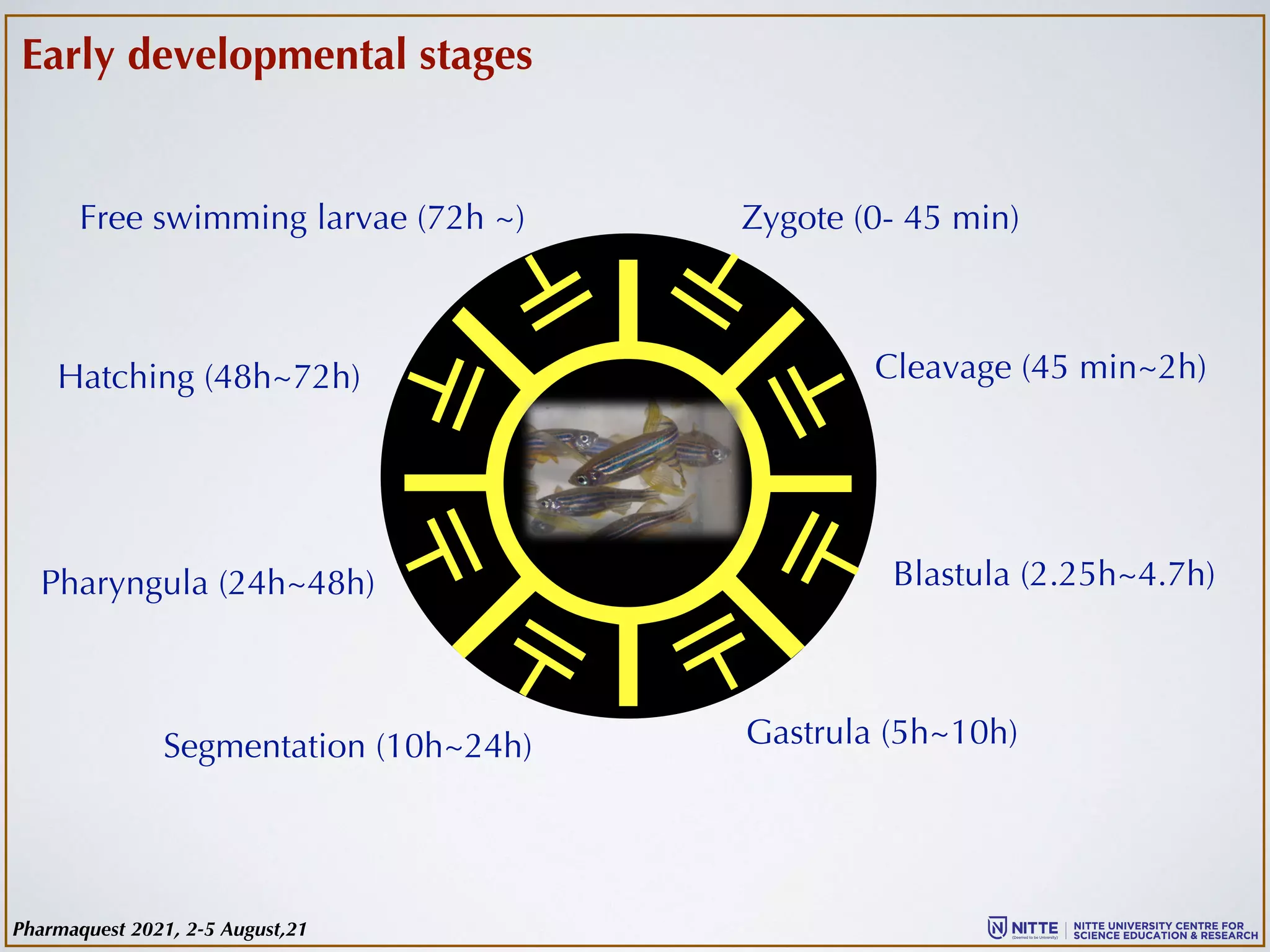 ☼
Zygote (0- 45 min)
Cleavage (45 min~2h)
Blastula (2.25h~4.7h)
Gastrula (5h~10h)
Segmentation (10h~24h)
Pharyngula (24h~48h)
Hatching (48h~72h)
Free swimming larvae (72h ~)
⊩
⊩
⊩
⊩
⊩
⊩
⊩
⊩
Early developmental stages
Pharmaquest 2021, 2-5 August,21
 