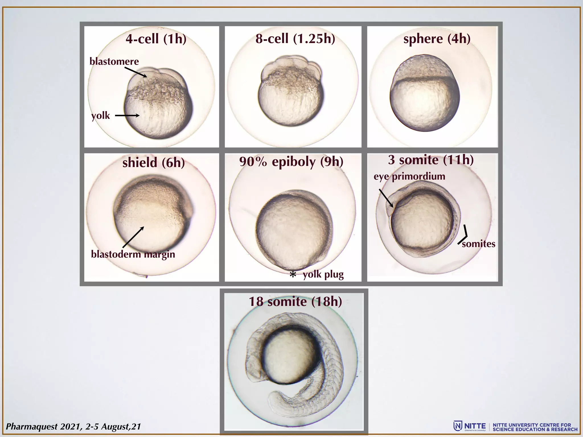 shield (6h) 90% epiboly (9h) 3 somite (11h)
18 somite (18h)
blastoderm margin
* yolk plug
eye primordium
4-cell (1h) 8-cell (1.25h) sphere (4h)
yolk
blastomere
somites
〉
Pharmaquest 2021, 2-5 August,21
 