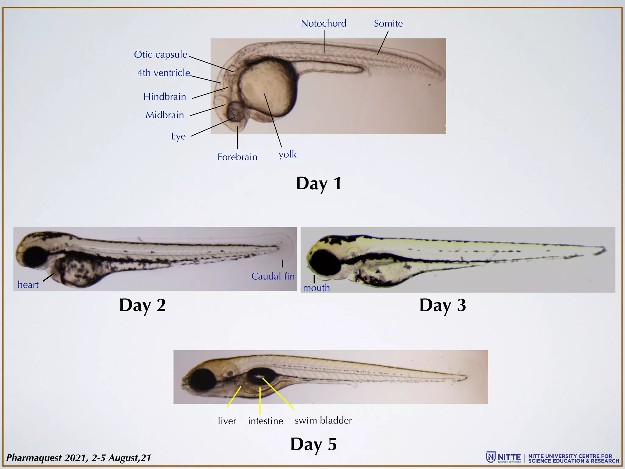 Day 1
Forebrain
Midbrain
Hindbrain
Eye
4th ventricle
Otic capsule
Notochord Somite
yolk
heart
liver intestine swim bladder
Day 2 Day 3
Day 5
mouth
Caudal fin
Pharmaquest 2021, 2-5 August,21
 