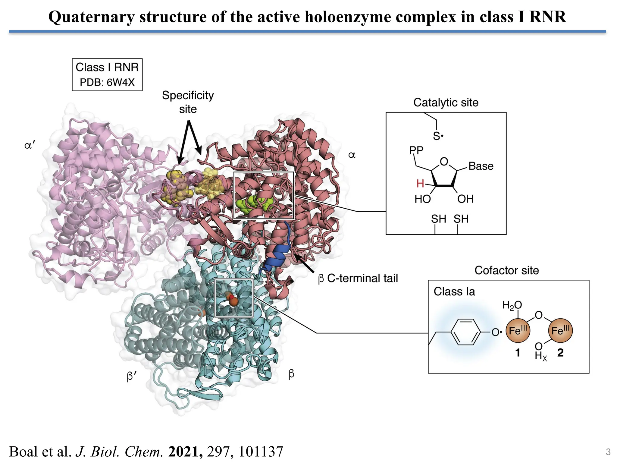 Quaternary structure of the active holoenzyme complex in class I RNR
Boal et al. J. Biol. Chem. 2021, 297, 101137 3
 