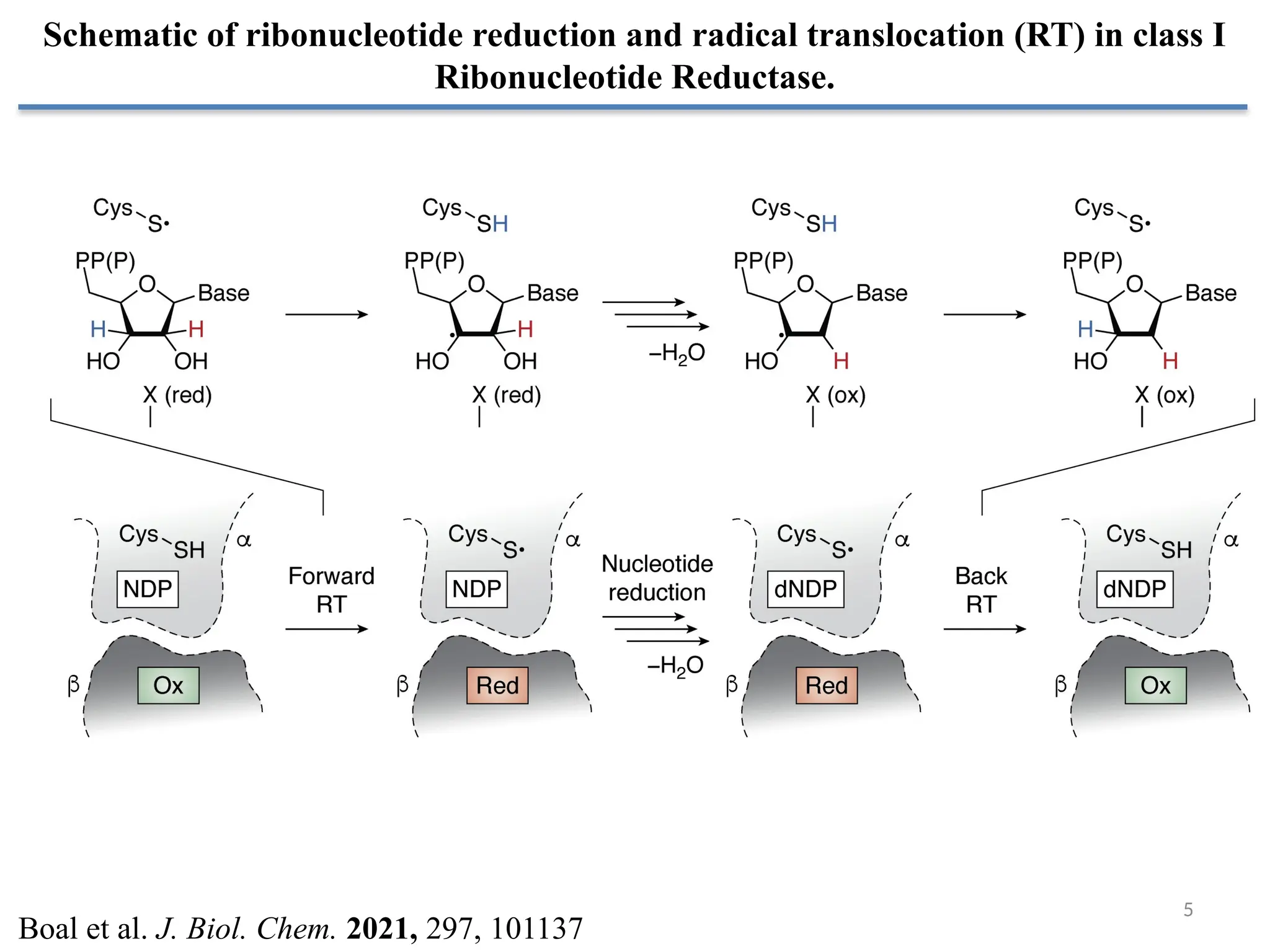 5
Schematic of ribonucleotide reduction and radical translocation (RT) in class I
Ribonucleotide Reductase.
Boal et al. J. Biol. Chem. 2021, 297, 101137
 