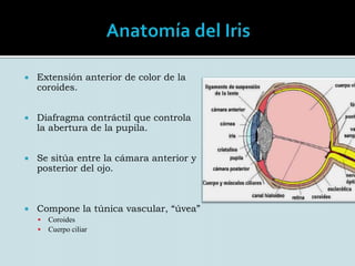 Anatomía del IrisExtensión anterior de color de la coroides.