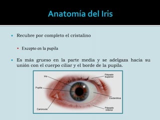 Diafragma contráctil que controla la abertura de la pupila.