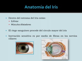 Se sitúa entre la cámara anterior y posterior del ojo.